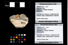 Foto (Objekt + Etikett) von Mundopsidae indet.  (NHMW-GEO-1990-0041-3277)